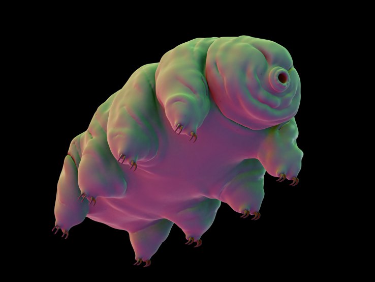 The fall of the unicorns brings a new dawn for water bears